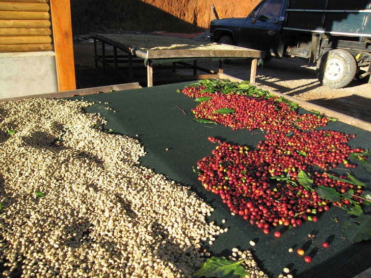 blackdropcoffeehouse - kahve nasıl işlenir