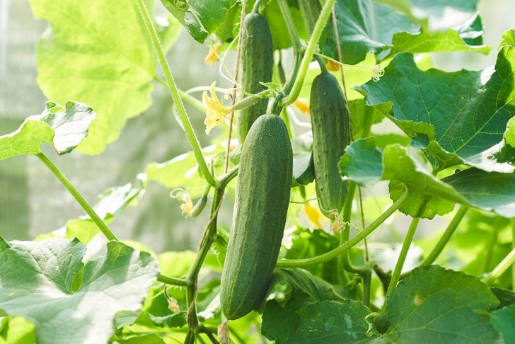 salatalik-yemekcom
