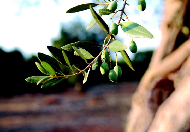 oliveoil - meyve olan sebzeler