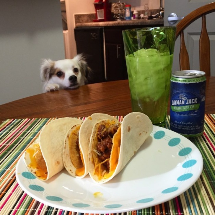 http://www.reddit.com/r/animalslookingatfood | reddit
