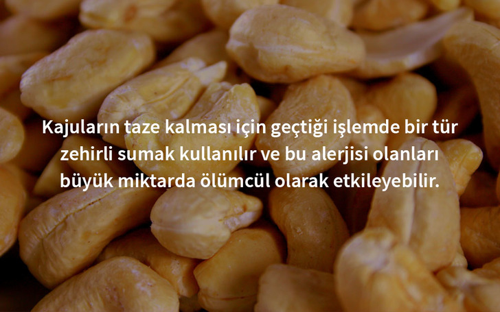 zehirli-kaju