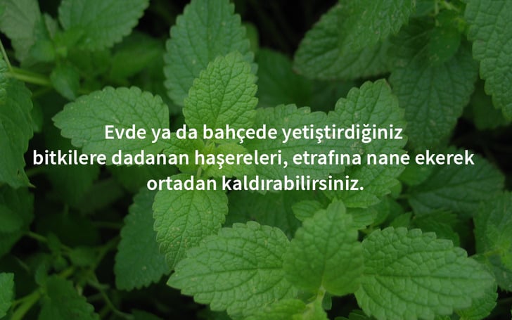 hasere-nane