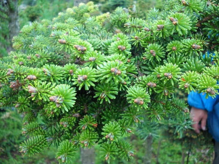 conifertreasury