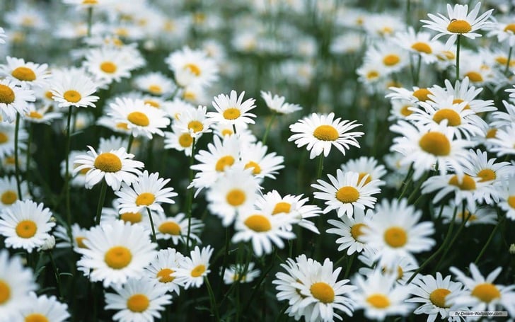 http://dreamatico.com/daisy.html | dreamatico