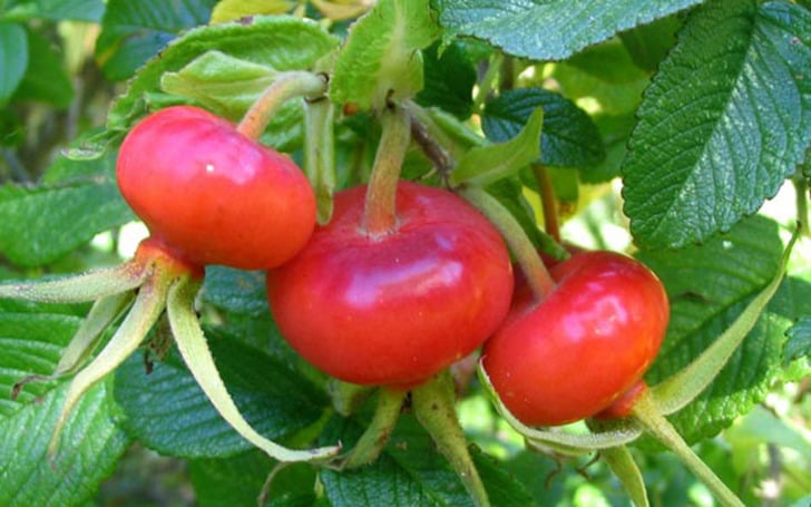 kusburnu