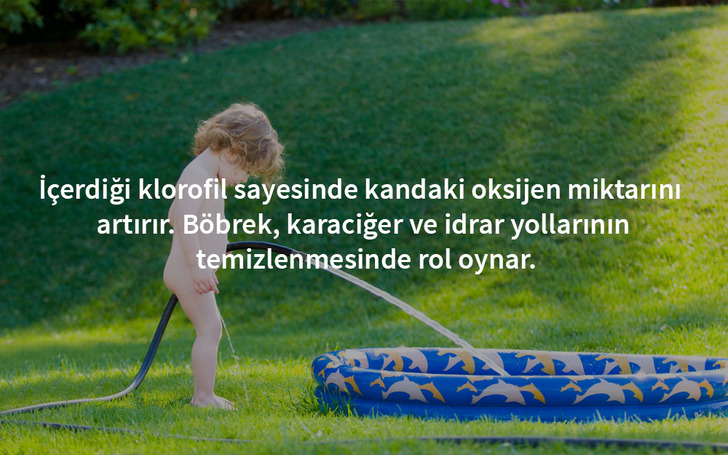 idrar-yolu-maydanoz