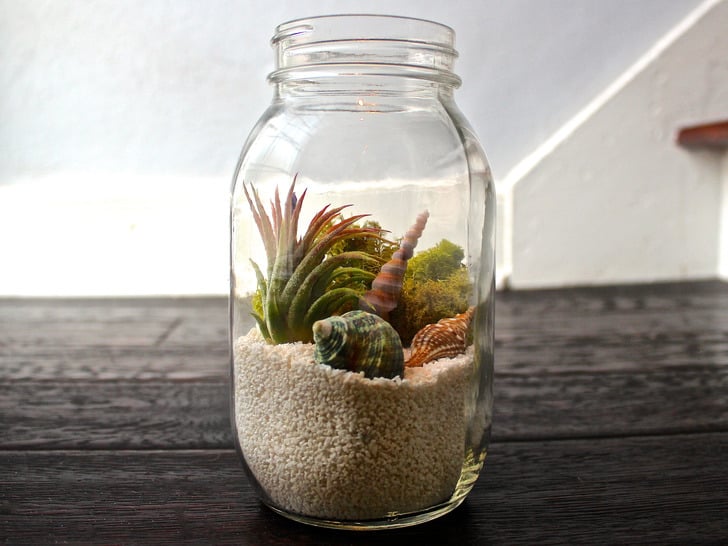 air-plants
