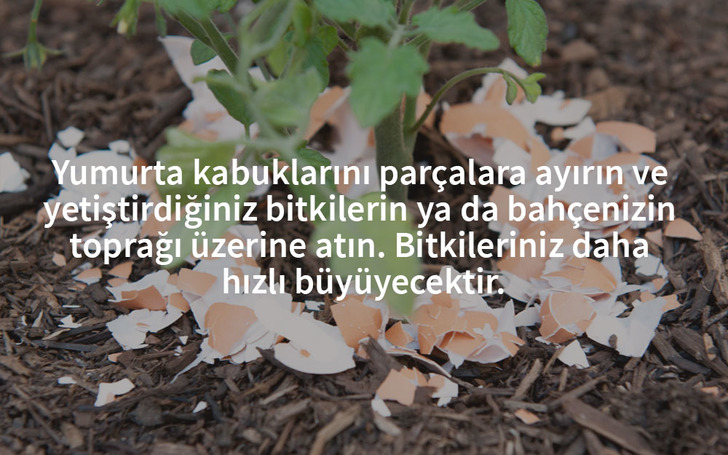 yumurta-kabugu-toprak-besleme