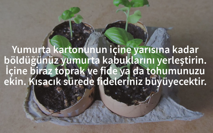 yumurta-kabugu-fide-tohum