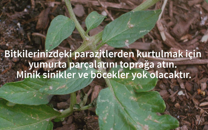 yumurta-kabugu-bitki-hastaliklari