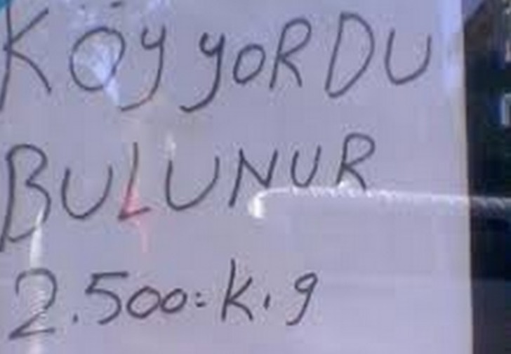 koy-yordu