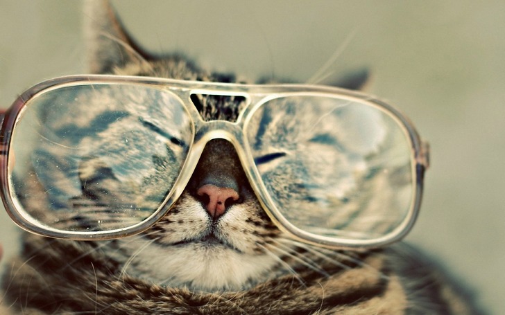 kedi-instagram