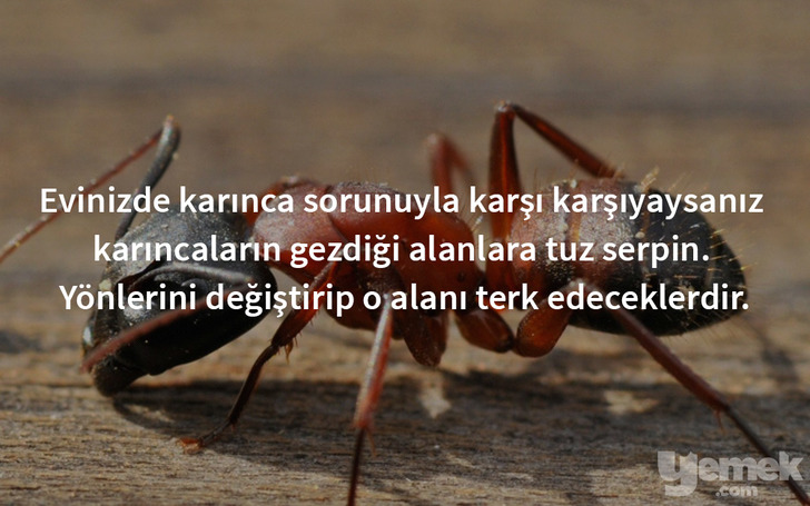 karinca-istilasi