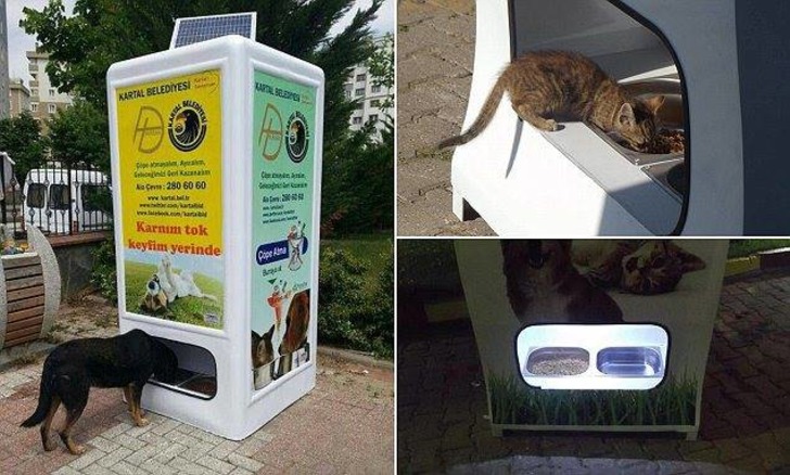 kedi-kopek-sokak-hayvanlari