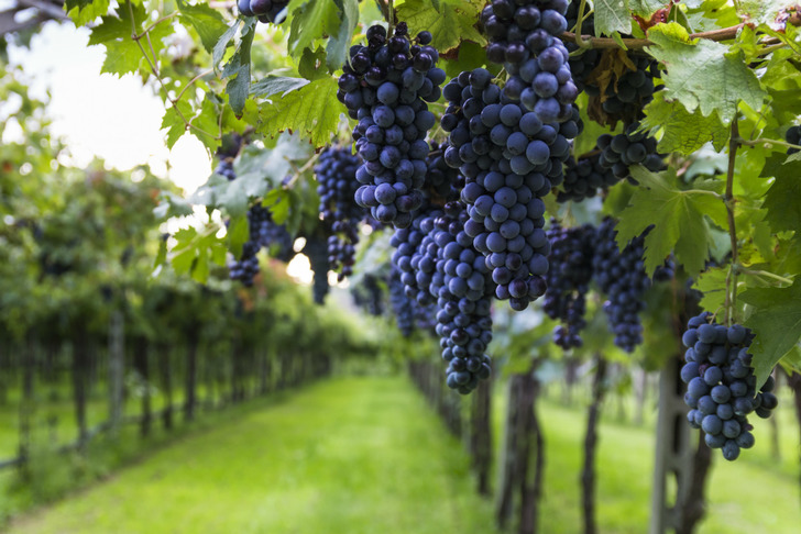 cabernet-sauvignon-aralik-2020