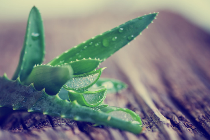 sivilcelere karşı aloe vera