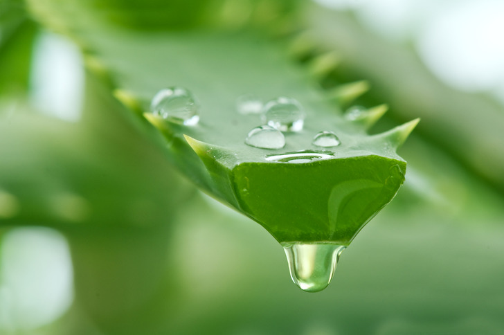 sinek ısırıklarına karşı aloe vera