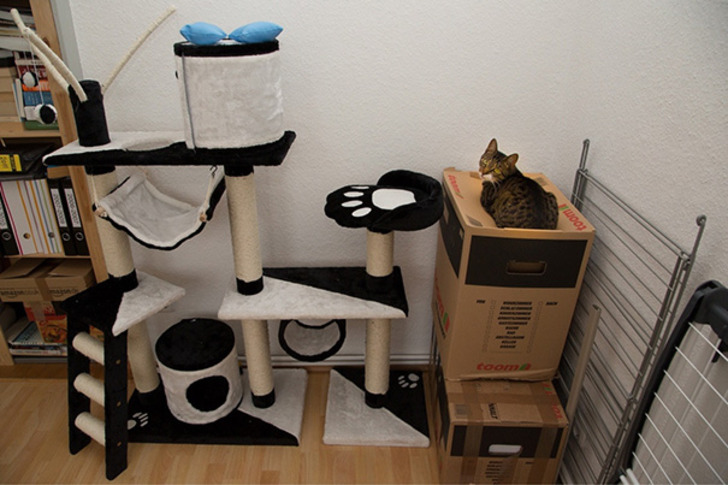 http://www.boredpanda.com/cat-logic-funny/ | boredpanda