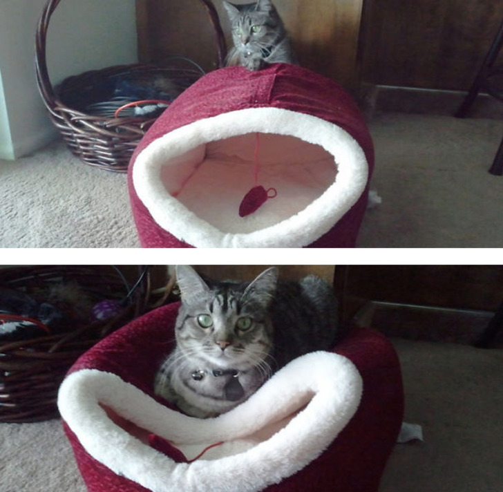 http://www.boredpanda.com/cat-logic-funny/ | boredpanda