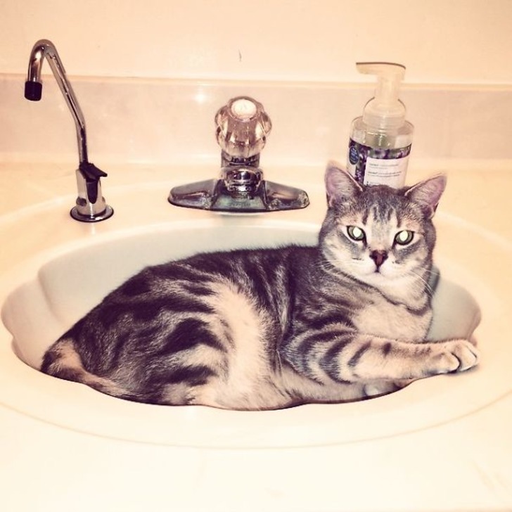 http://www.boredpanda.com/cat-logic-funny/ | boredpanda