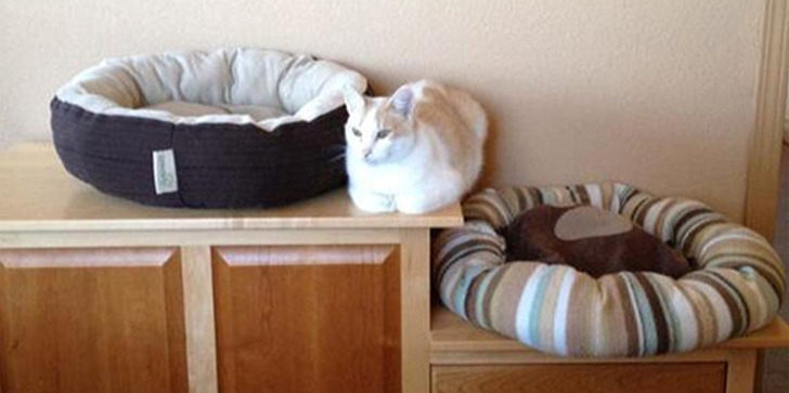 http://www.boredpanda.com/cat-logic-funny/ | boredpanda