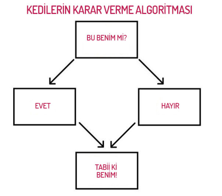 kedilerin-karar-verme-algoritmasi