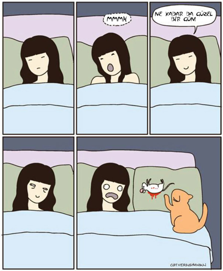 kedi-fare-3