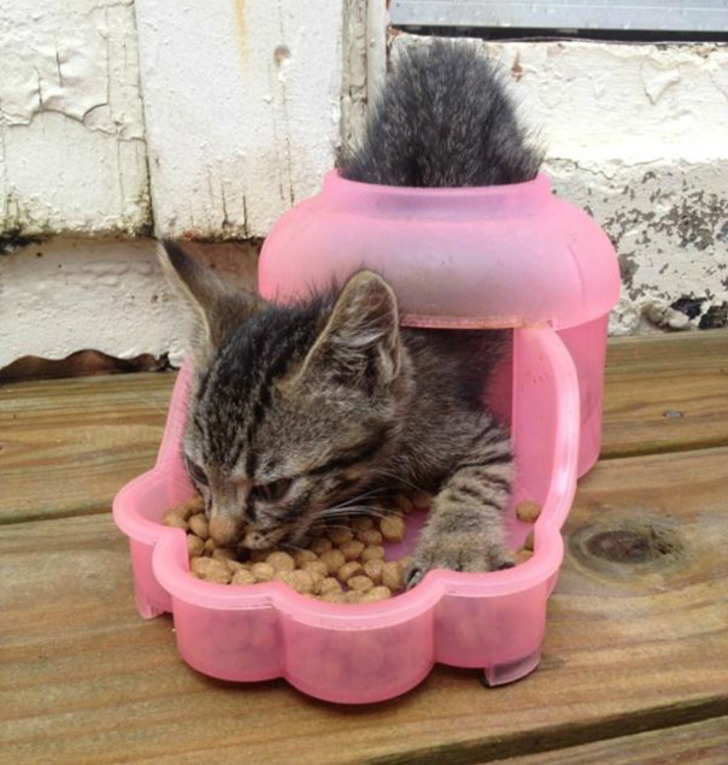 http://www.boredpanda.com/cat-logic-funny/ | boredpanda