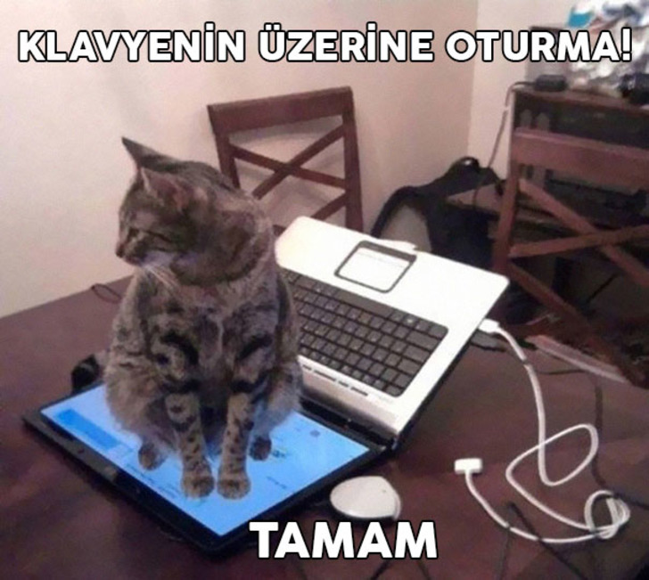 http://www.boredpanda.com/cat-logic-funny/ | boredpanda