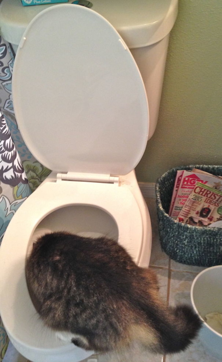 http://www.boredpanda.com/cat-logic-funny/ | boredpanda