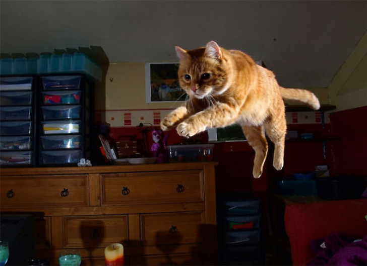 http://www.boredpanda.com/cat-logic-funny/ | boredpanda