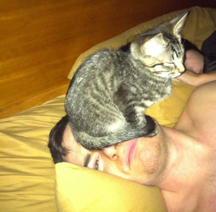 http://www.boredpanda.com/cat-logic-funny/ | boredpanda