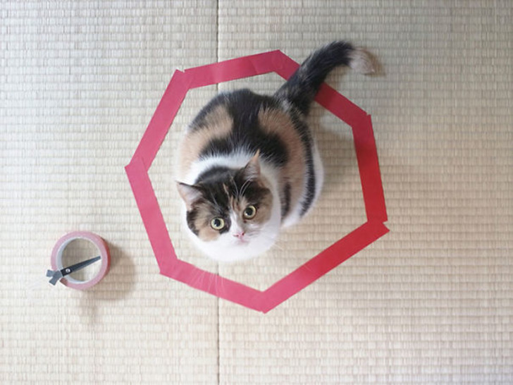 http://www.boredpanda.com/cat-logic-funny/ | boredpanda