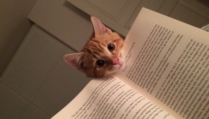 http://www.boredpanda.com/cat-logic-funny/ | boredpanda