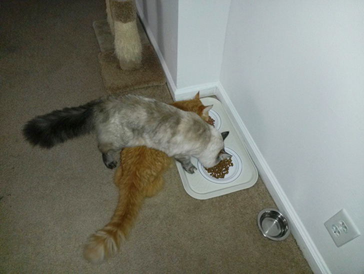 http://www.boredpanda.com/cat-logic-funny/ | boredpanda