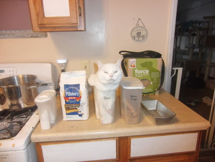 http://www.boredpanda.com/cat-logic-funny/ | boredpanda