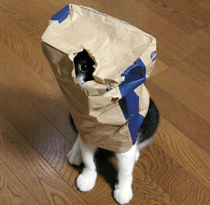 kedi-saklanma