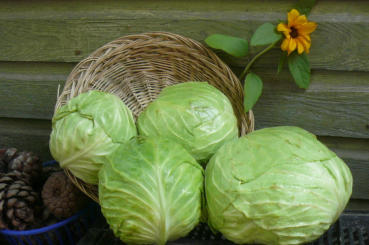 nashsorganicproduce