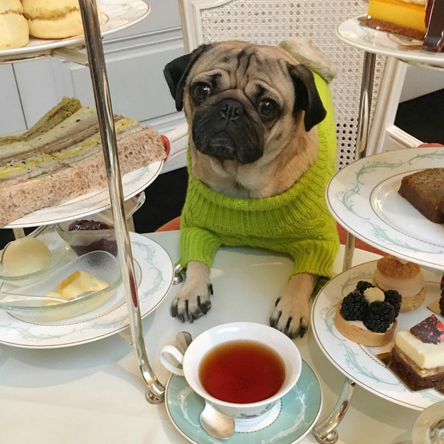 Instagram'ın Fenomen Köpeğinin Hep Diyetteymişçesine Hüzünlü 17 Pozu
