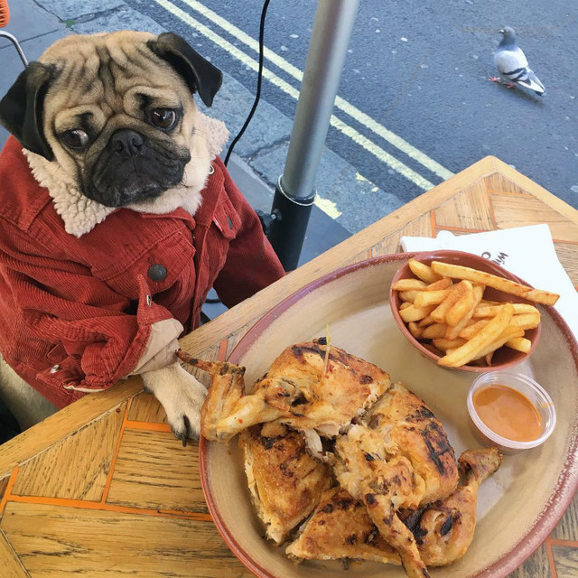 Instagram'ın Fenomen Köpeğinin Hep Diyetteymişçesine Hüzünlü 17 Pozu