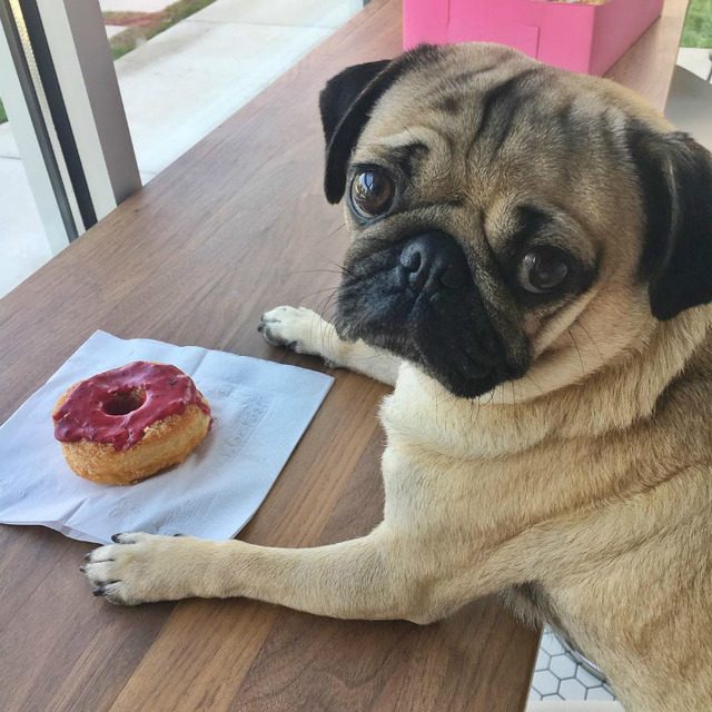 Instagram'ın Fenomen Köpeğinin Hep Diyetteymişçesine Hüzünlü 17 Pozu