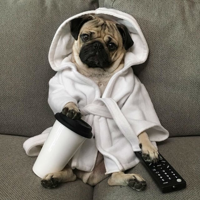 Instagram'ın Fenomen Köpeğinin Hep Diyetteymişçesine Hüzünlü 17 Pozu