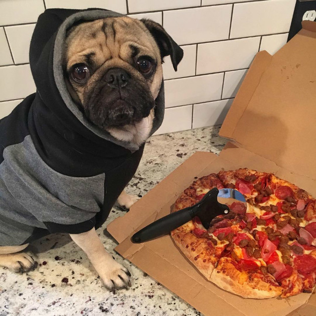 Instagram'ın Fenomen Köpeğinin Hep Diyetteymişçesine Hüzünlü 17 Pozu