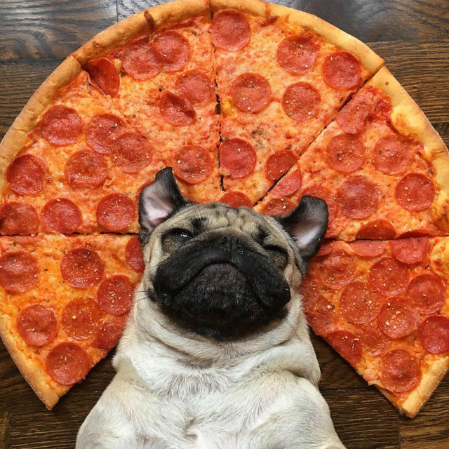 Instagram'ın Fenomen Köpeğinin Hep Diyetteymişçesine Hüzünlü 17 Pozu