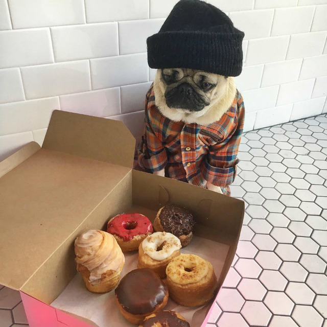 Instagram'ın Fenomen Köpeğinin Hep Diyetteymişçesine Hüzünlü 17 Pozu
