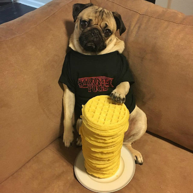 Instagram'ın Fenomen Köpeğinin Hep Diyetteymişçesine Hüzünlü 17 Pozu