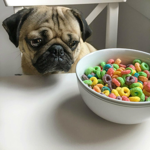 Instagram'ın Fenomen Köpeğinin Hep Diyetteymişçesine Hüzünlü 17 Pozu