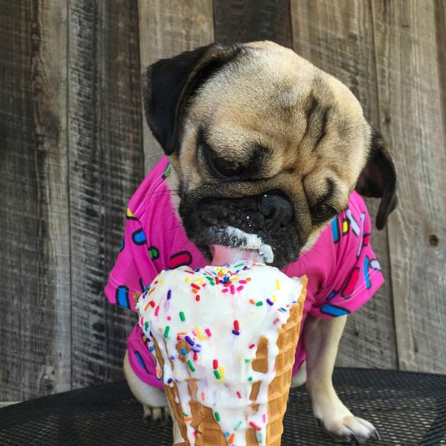 Instagram'ın Fenomen Köpeğinin Hep Diyetteymişçesine Hüzünlü 17 Pozu