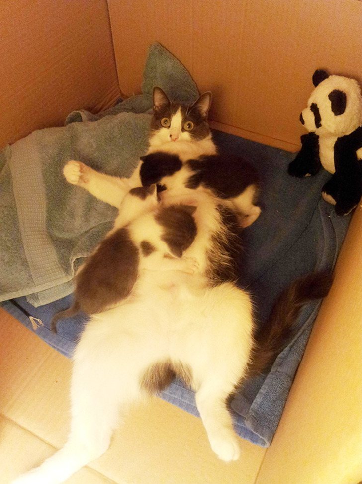 boredpanda