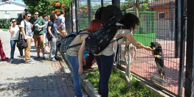 Mama Bağışı Yaparak Sahipsiz Hayvan Dostlarımızı Doyurabileceğiniz 45 Barınak